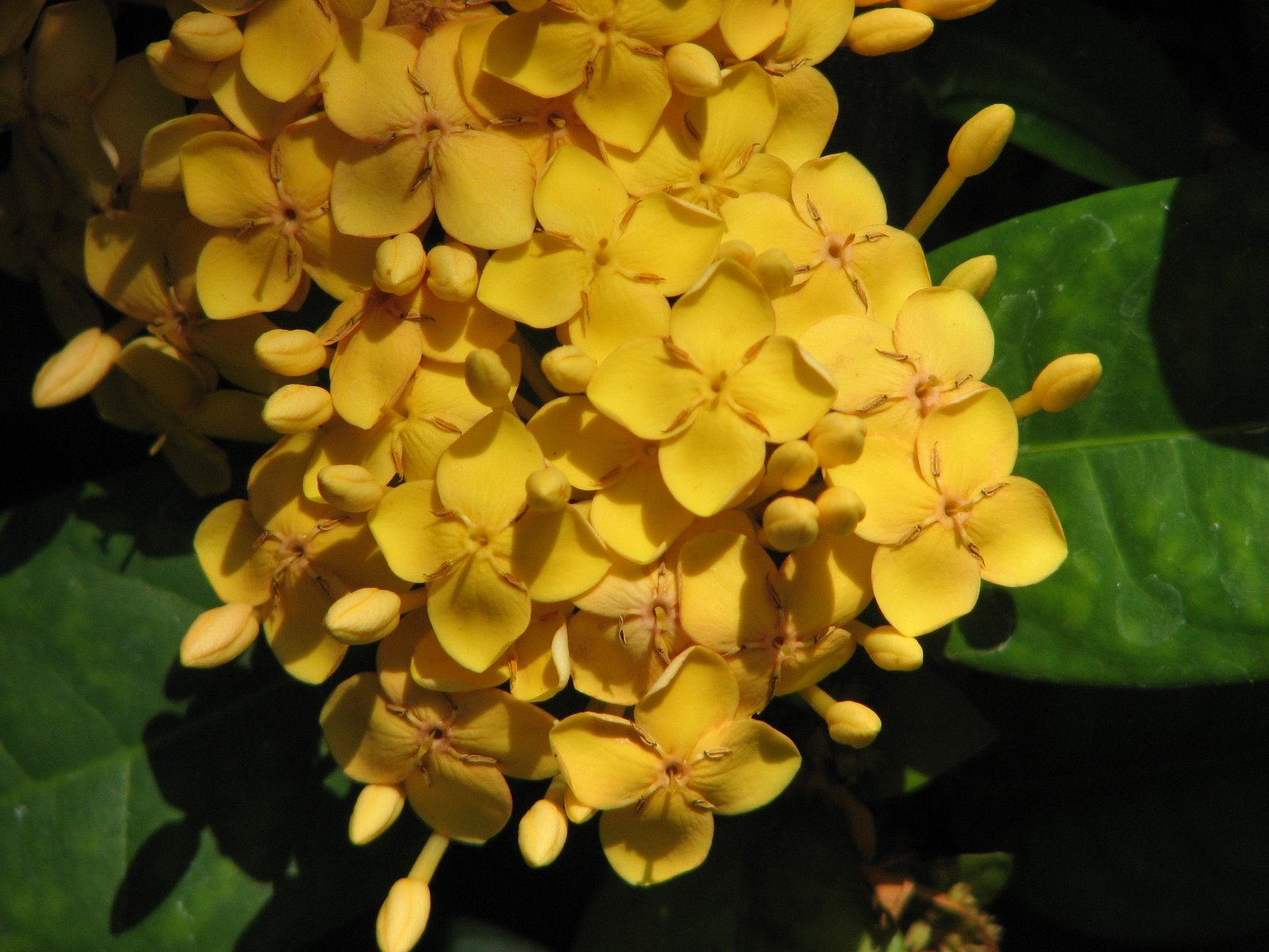 [Ixora+Gold.JPG]