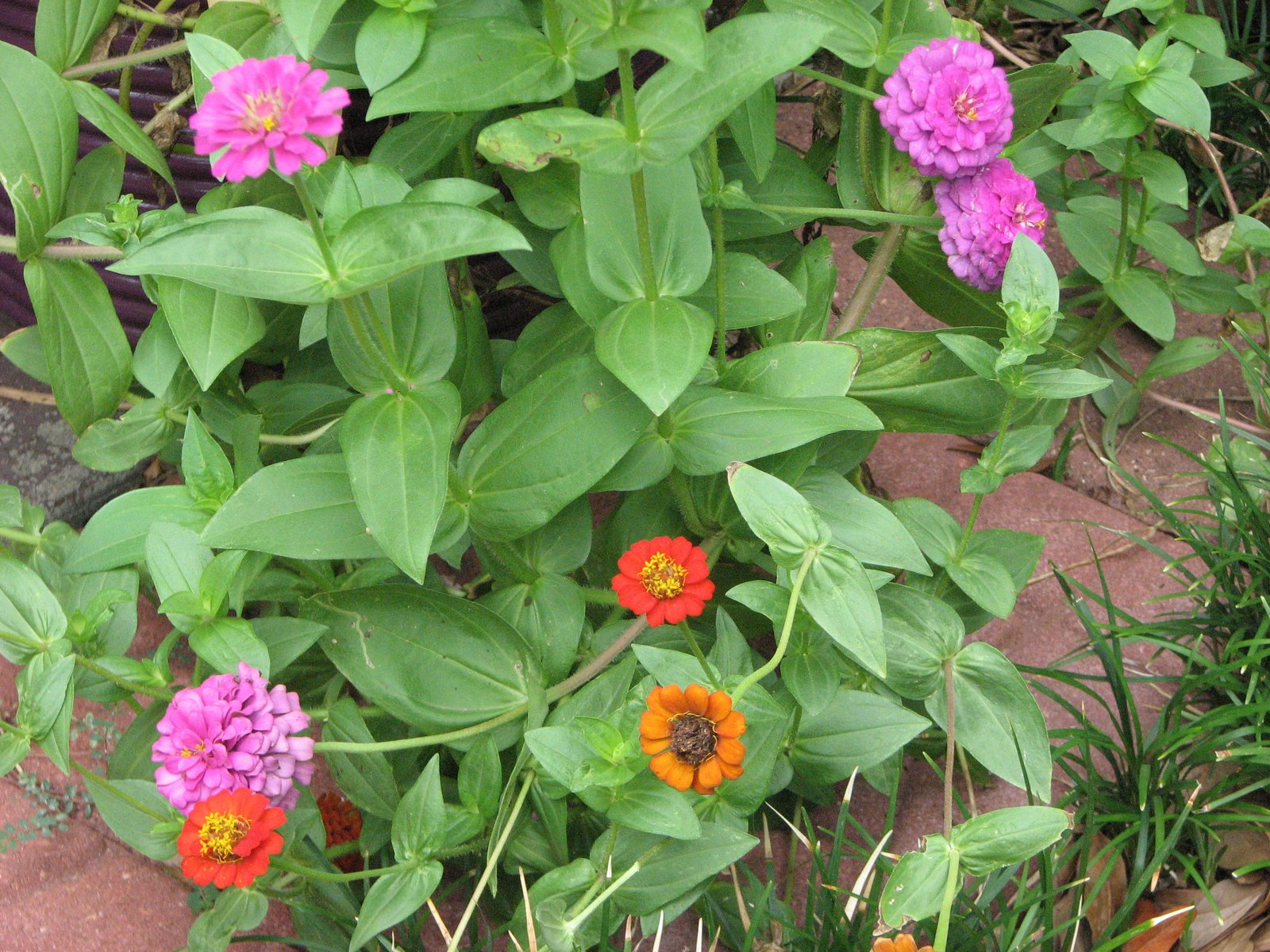 [pot+of+zinnia.JPG]
