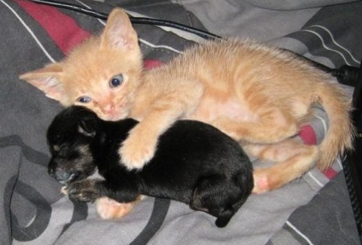 BEAUTIFUL IMAGES: Kitten And Puppy Cuddling