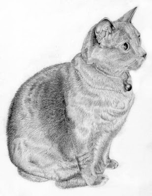 Drawing Pictures: Cat Drawings