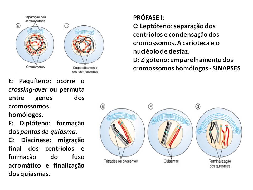 O Que Significa Placa Metafásica Cromossômica Reagente