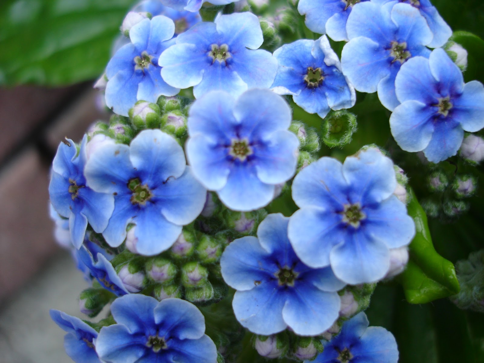 Pictures Of Blue Flowers 10