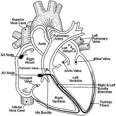 MEDICAL NURSING: Anatomy of Heart