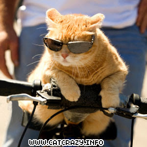 funny-cat%5B2%5D.jpg