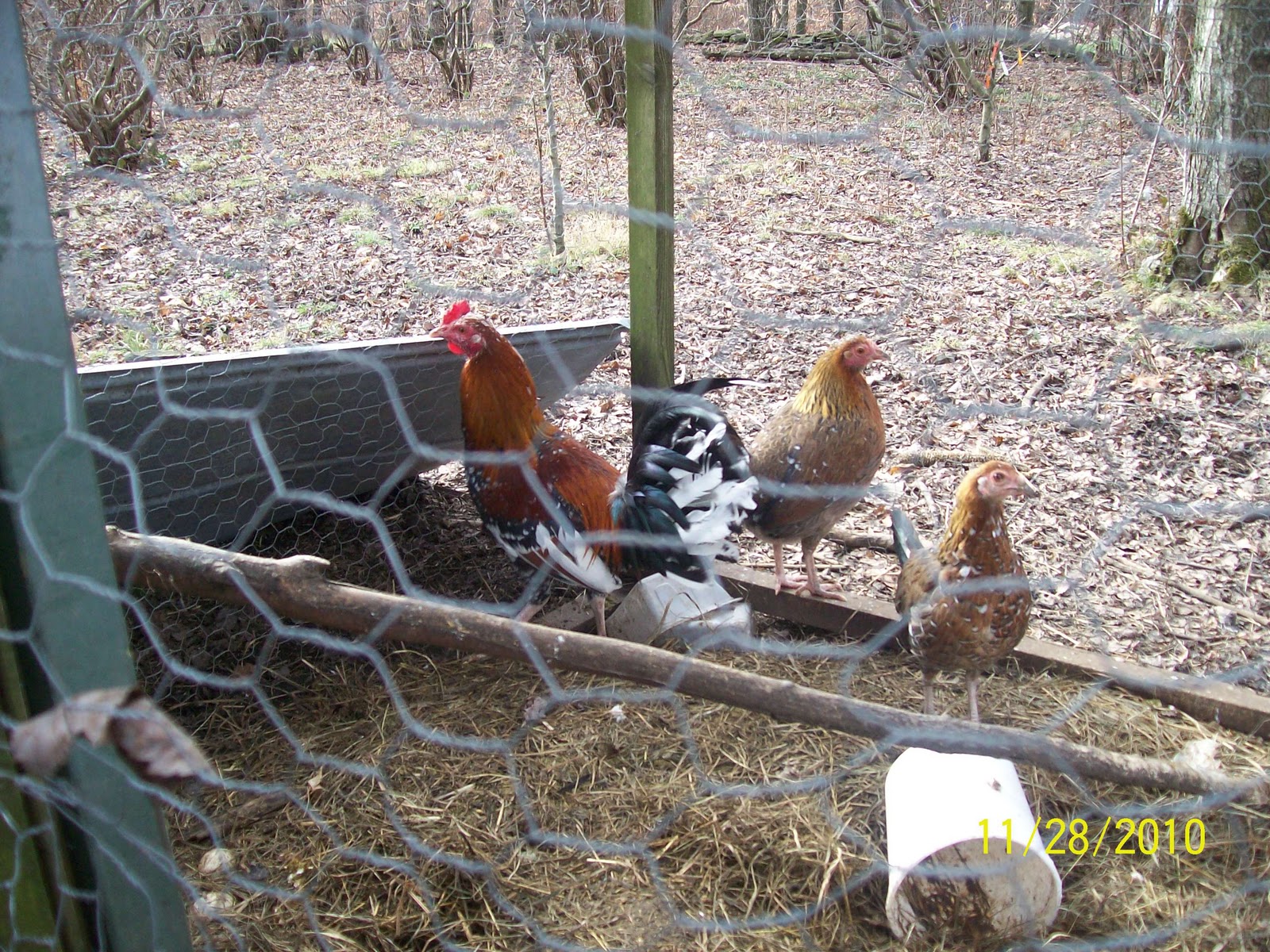 sleepyhollowgamefarm These are my butcher blend. They come bb red and