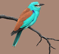 european roller bird flight birds coracias garrulus