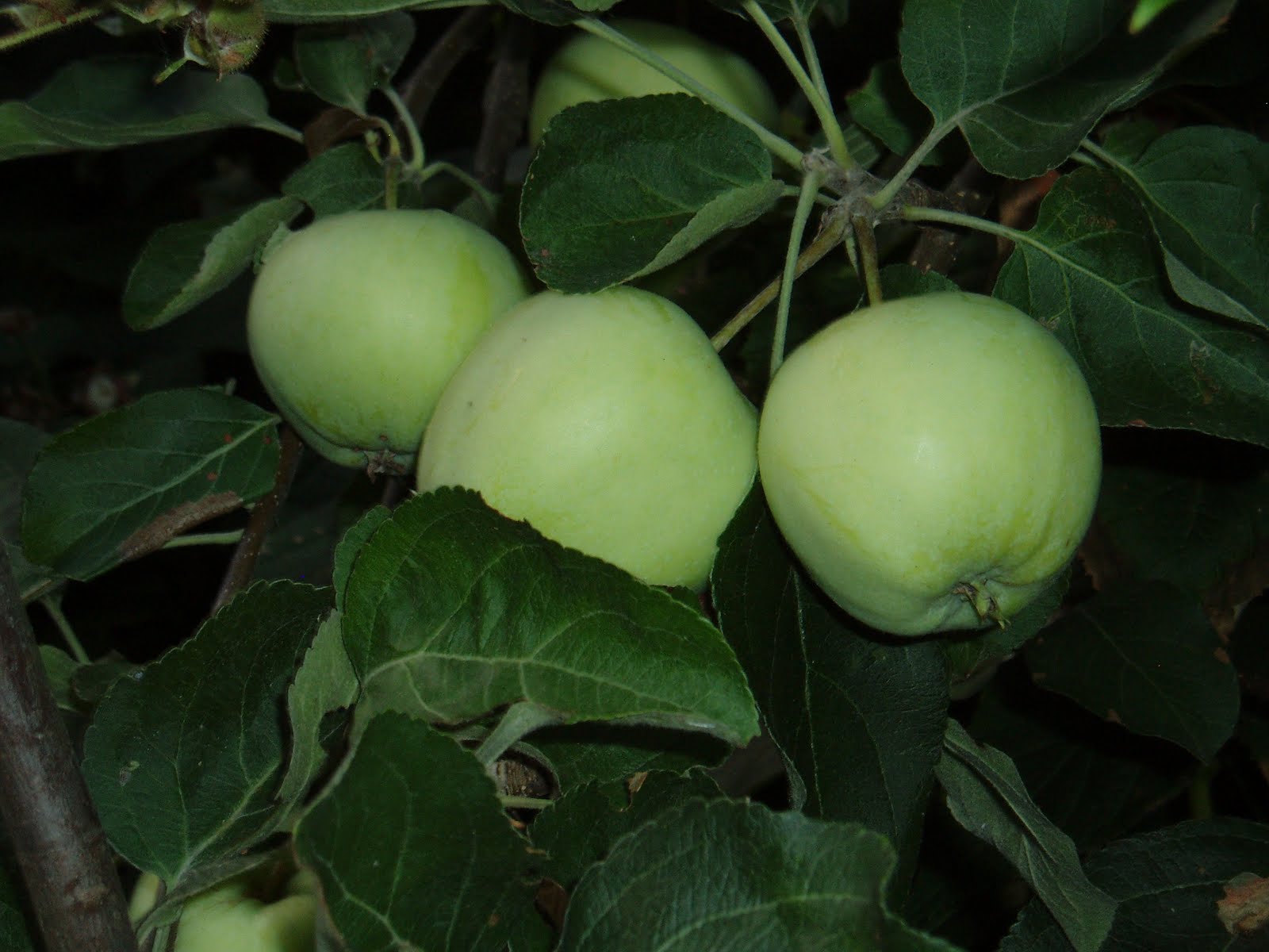 homo iso kalu videoita Tumblr