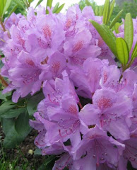 Rhododendron grandiflorum