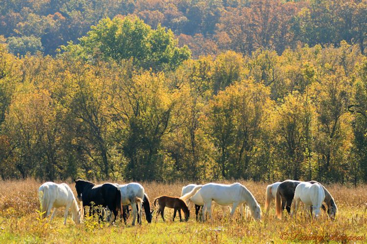 burgessphotoexplorations A Morning With Missouri's Wild Horses