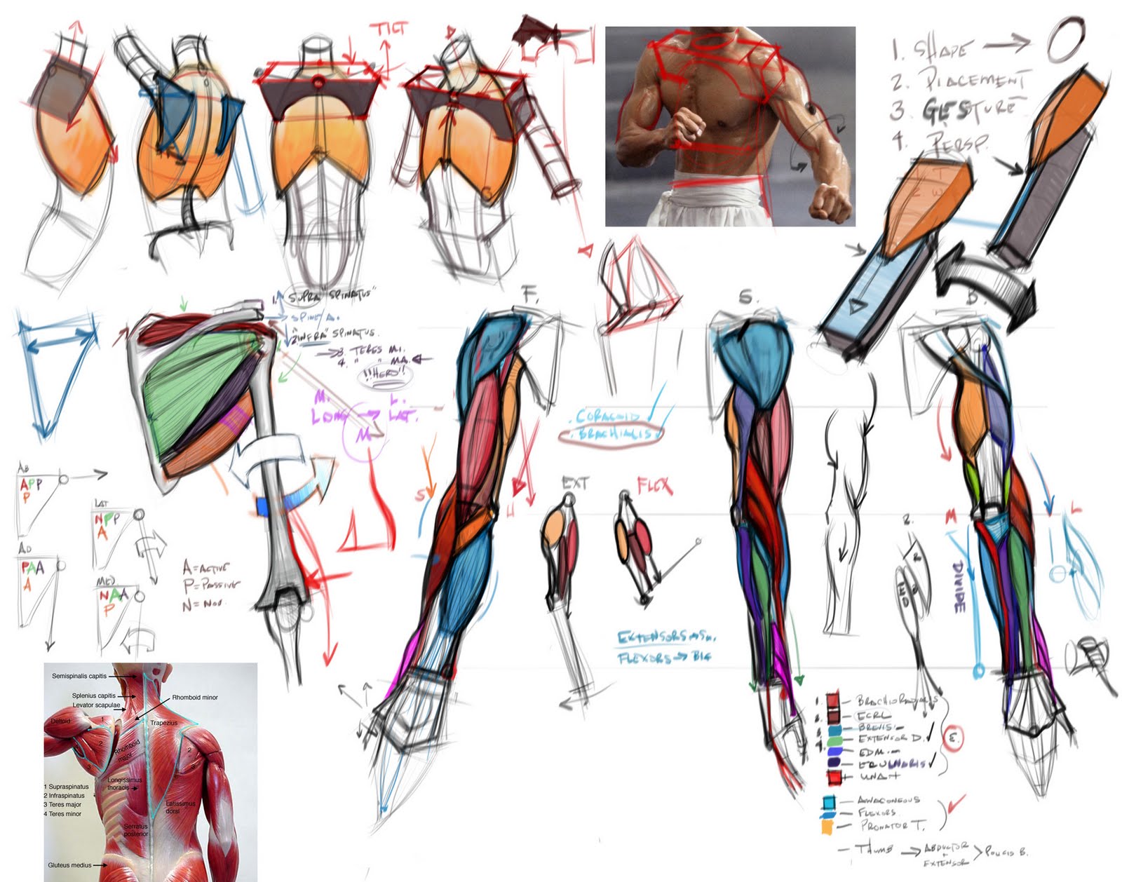 figuredrawing.info news: Notes on the Arm