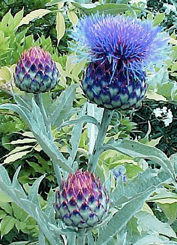 Scottish Miscellany A Drunk Man Looks At The Thistle