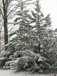 Sugar Frosted Pines