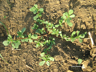 Αντράκλα-Portulaca Oleracia