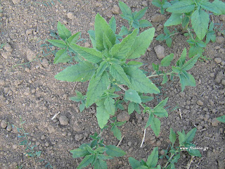 Βλίτο–Amaranthus sp. Βλίτο–Amaranthus sp.