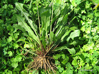 Ταράξακον το φαρμακευτικόν-Taraxacum officinalis