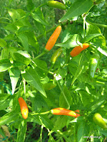 Πιπεριές καυτερές σπορά φύτεμα καλλιέργεια