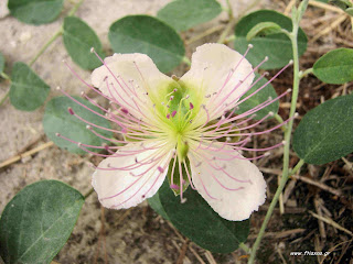 Κάπαρη-Capparis spinosa Κάπαρη-Capparis spinosa