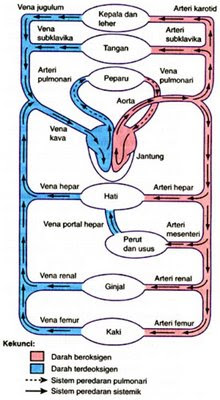Sistem serkulasi darah