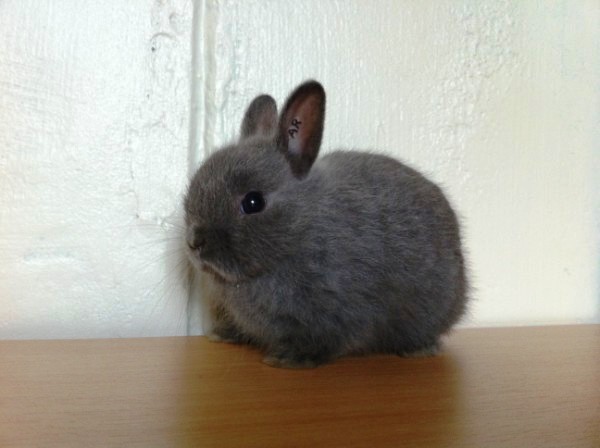 Rabbits for sale in Singapore!: (Sold) 5weeks Blue Netherland Dwarf male!