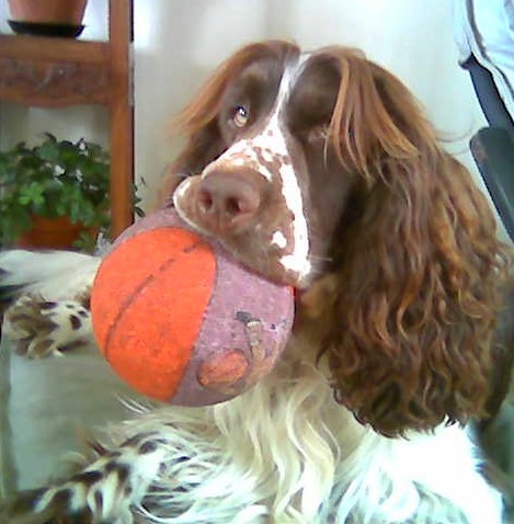 [voyou-le-chien.1229093290.jpg]