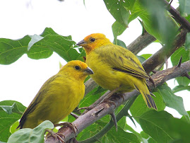 Bienvenido al muestrario de aves registradas en Panamá