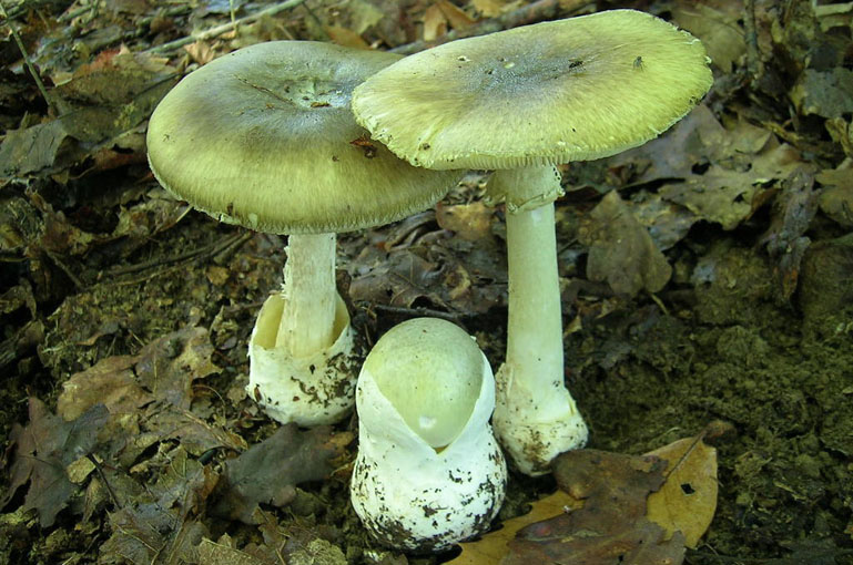 [Amanita_phalloides1.jpg]