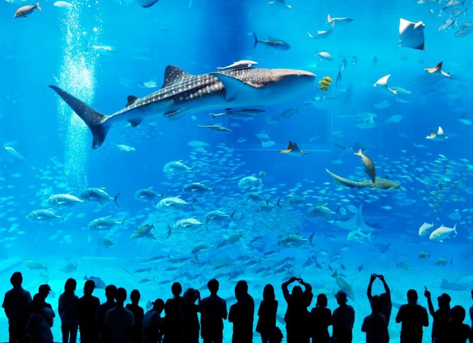 Zoozimmer das teuerste Aquarium der Welt