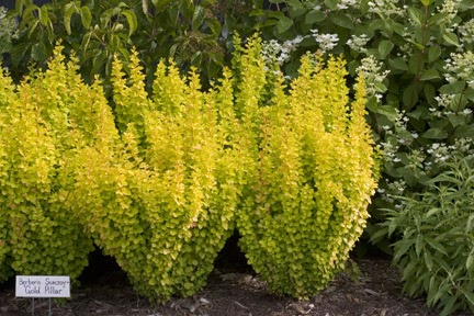 An East Sussex Garden Berberis Darwinii