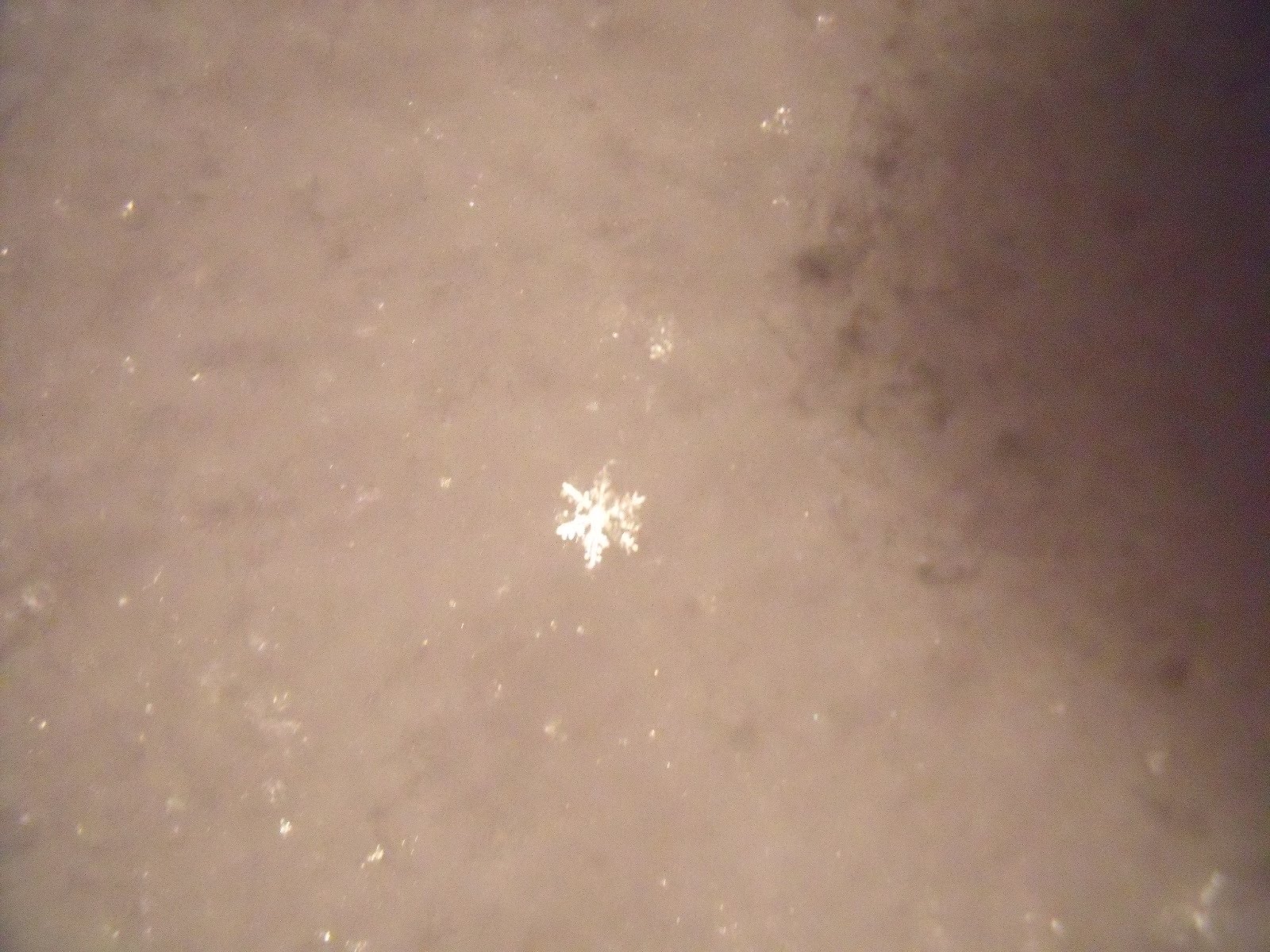 [winter+2009+snowflake.BMP]