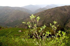 la hoja de coca