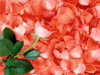 Valentine Roses Pictures
