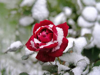 Chrismas snow rose picture