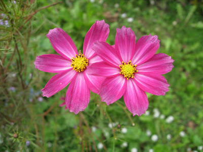 http://2.bp.blogspot.com/_-fFlQMuY6Qk/SMTzmKZX2jI/AAAAAAAAAPc/VgDW4B6sfPs/s400/aster-pink-flower-amellus4656.jpg