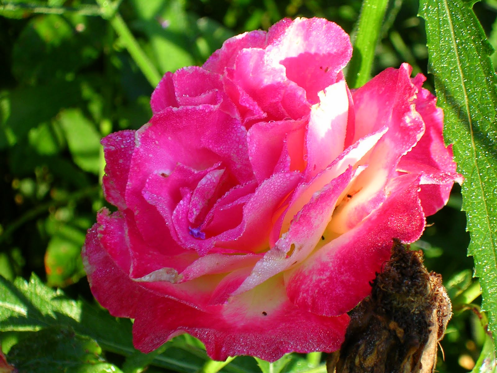 Lara's Lovely Creations Butterflies and Roses