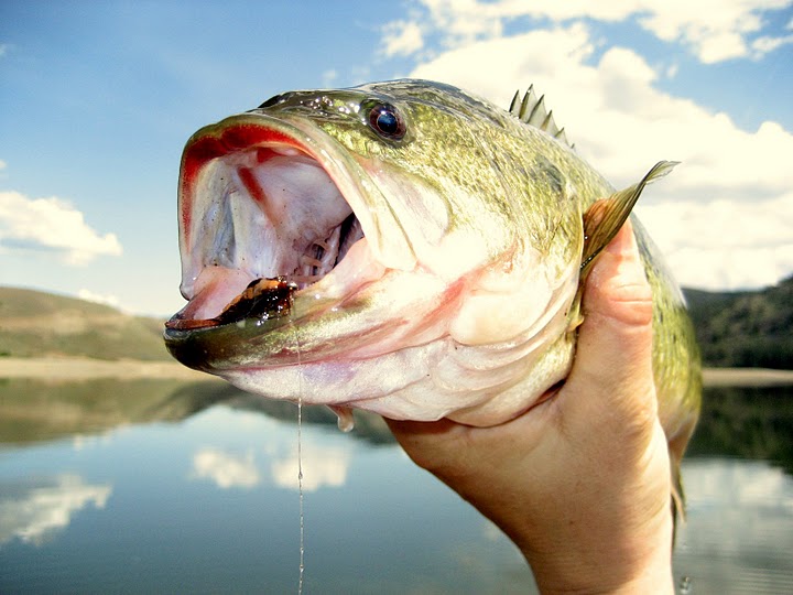 Gone Fishin'