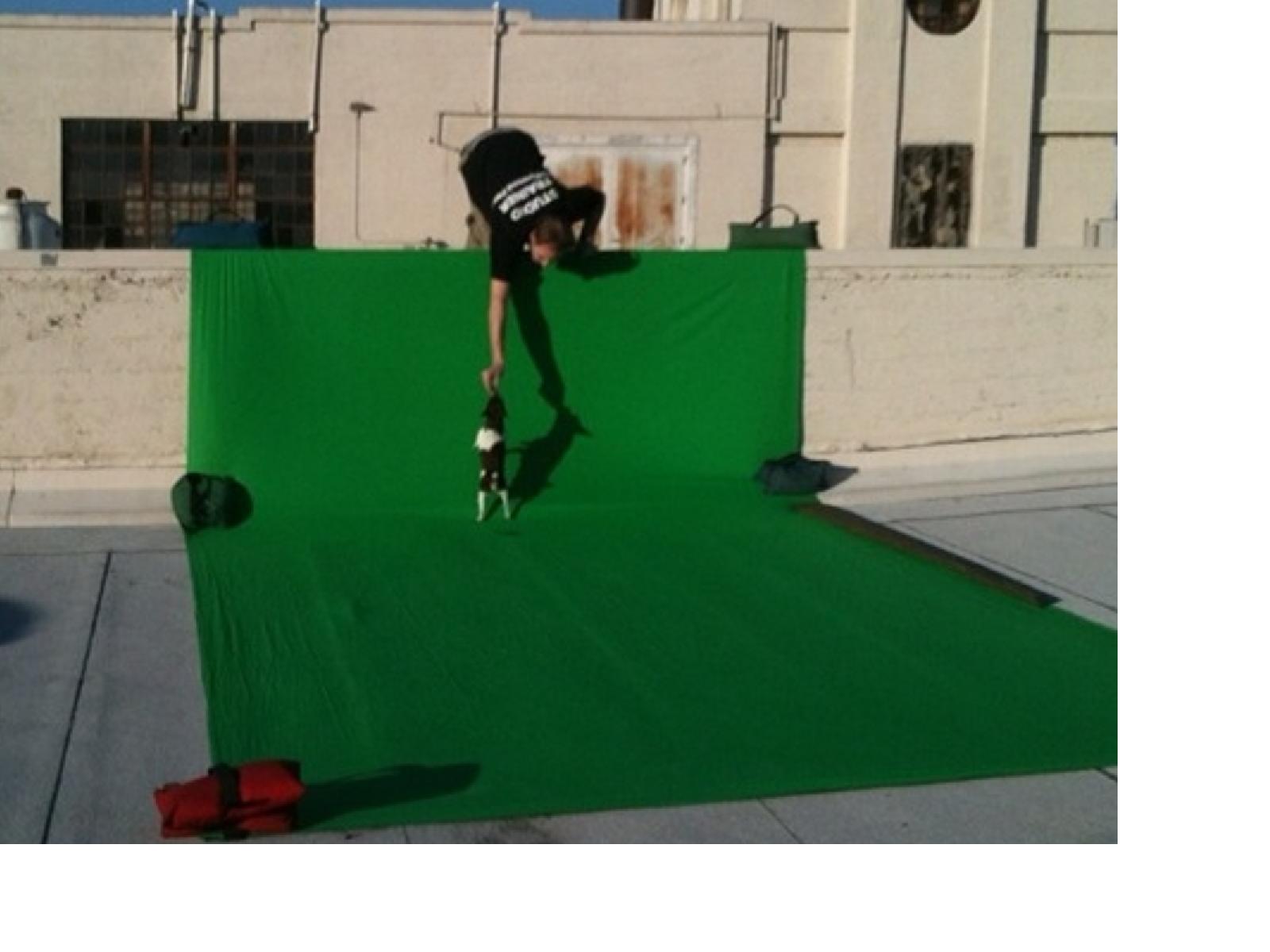 HOLLYWOOD PAWS Hollywood Paws Pawsitive Training Tip