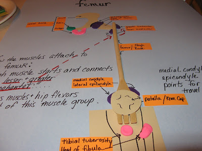 Kathy T Human Bio Blog Fall 156-084324: Unit Three Lab Project ...