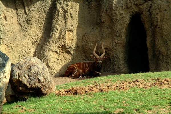 [rayas+y+cornamenta.jpg]