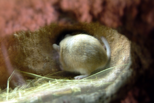 [madriguera+rata.jpg]