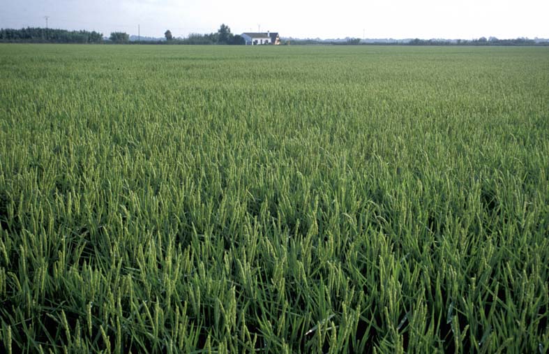 [ARROZAL+ALBUFERA.67.32.jpg]