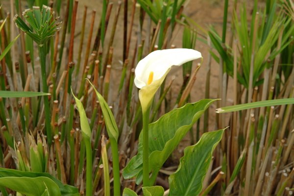 [A+maiato+jarros.jpg]