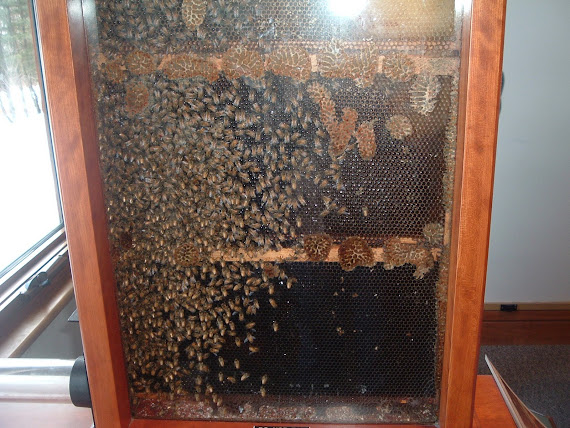 Busy Bees