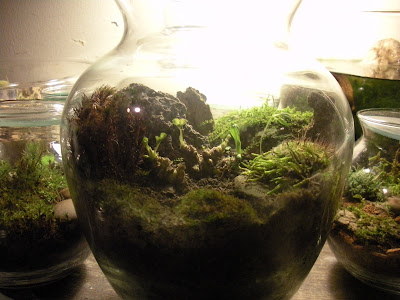 Alberto's blog: Terrarium Creatures
