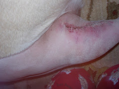 Riggins' Suture Line - 22 staples - 021310