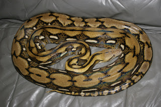 asiatic reticulated python python reticulatus is the wo