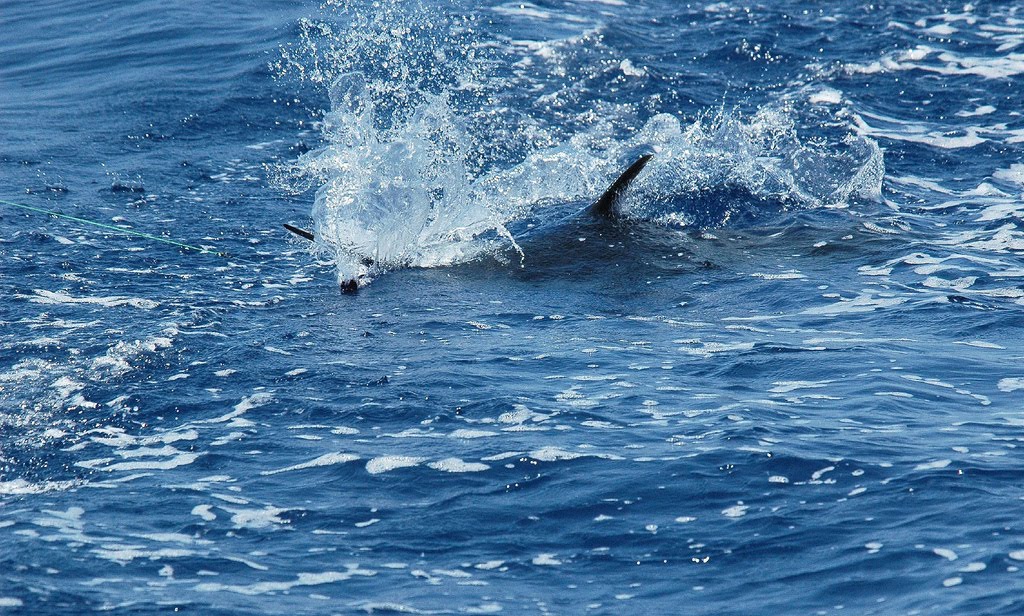 Georgetown Blue Marlin Tournament