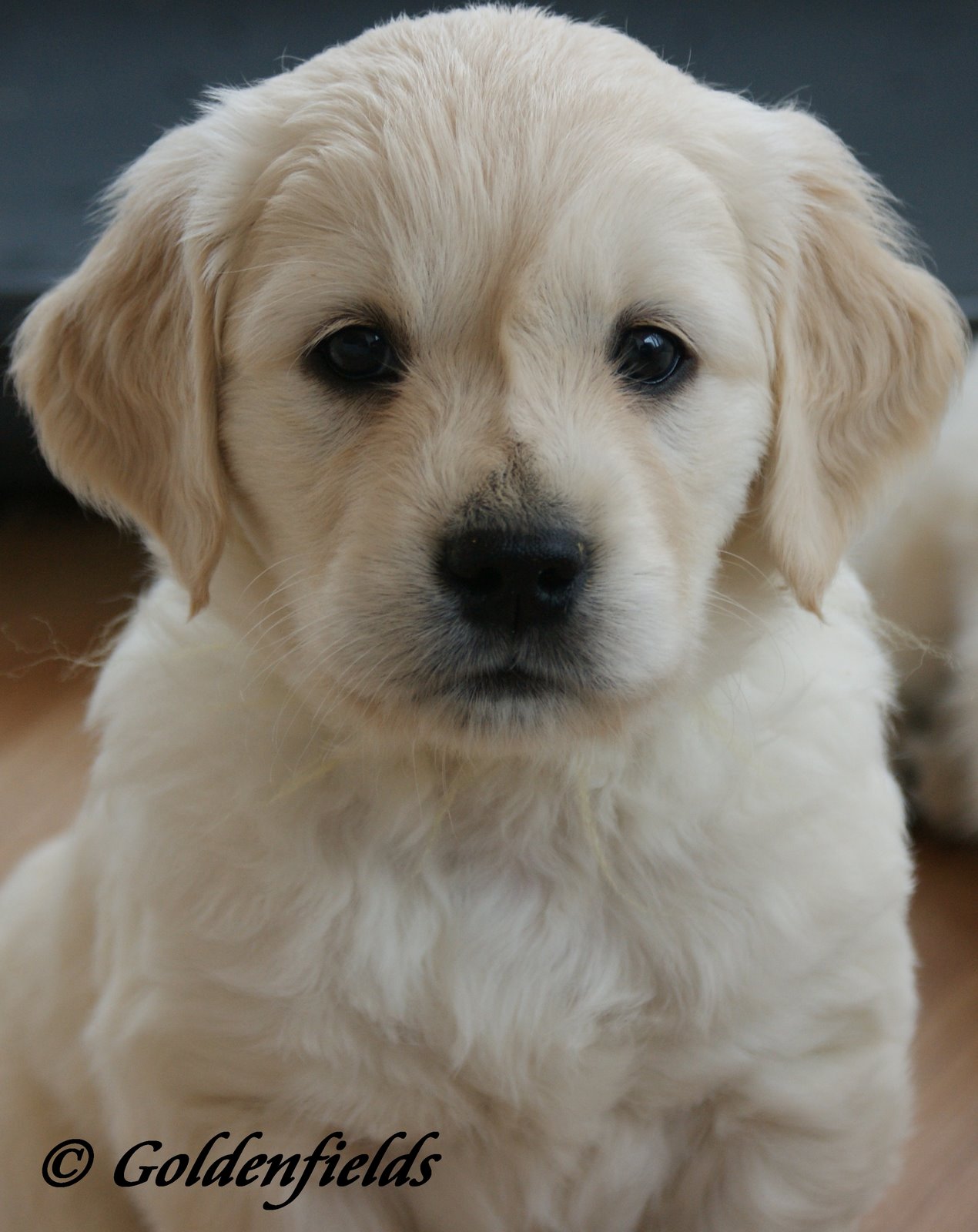 Rund Ums Wetter War Miss Wiener Neustadt Eine Zufallsblute