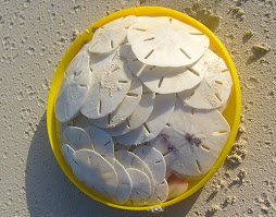 The Sand Dollars we found