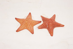 Star Fish on a Sand Bar