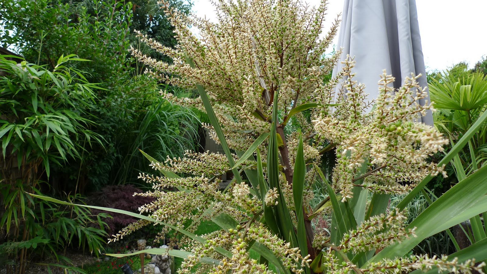 The cabbage palm flowereth